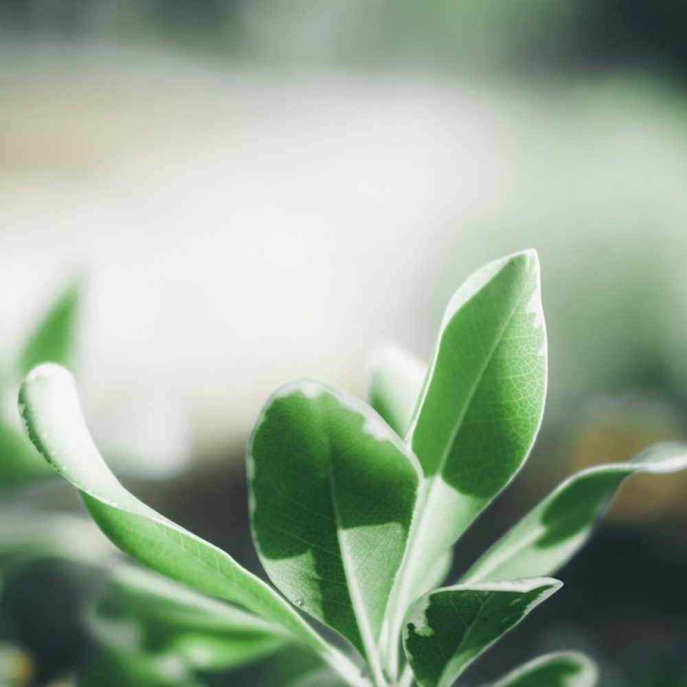 Image for Nordic Capital Acquires Specialty Pharmaceutical Company ADVANZ PHARMA in Deal Worth ~$846 Million