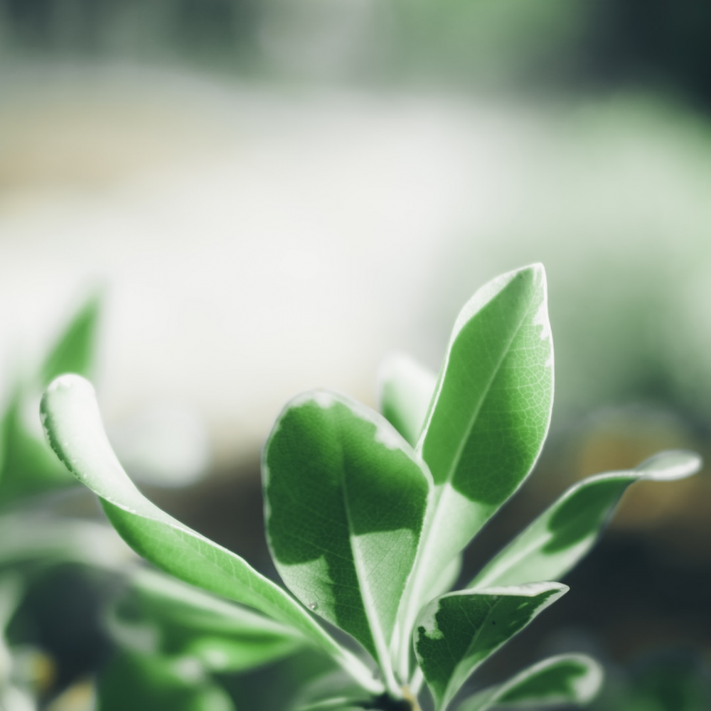 Image for Correvio Provides Update Pursuant to BCI 51-515 - Temporary Exemption from Certain Corporate Finance Requirements